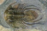 Spiny Kolihapeltis Trilobite - Rare Species #164517-2
